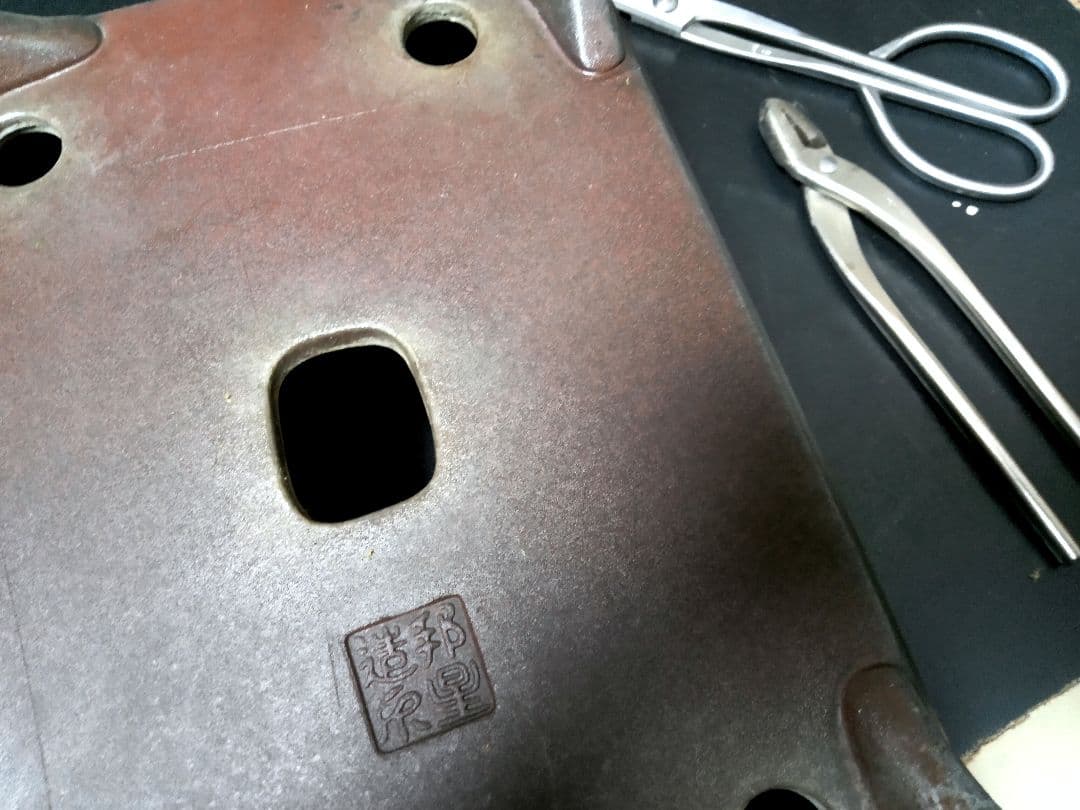 【大品 　 糸魚川真柏盆栽】　　　⭕樹齢 200年超 明星山採取❗