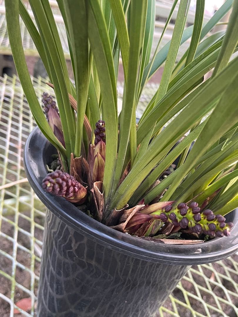 R8年キンリョウヘン花芽10本#1