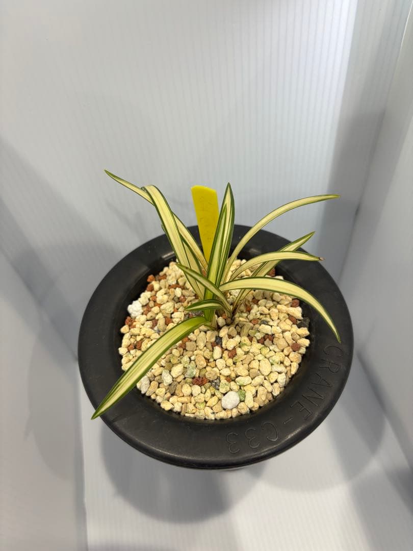 春蘭　韓国春蘭　日本春蘭　金閣宝No.2 SALE