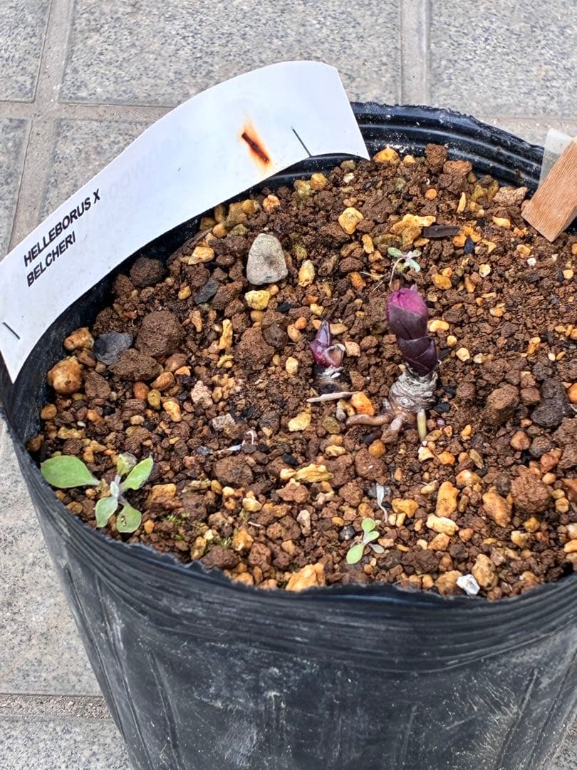 み*ー様 ☘️蕾付き☘️タグ付☘️3366⭐️BELCHERI⭐️PINK IC