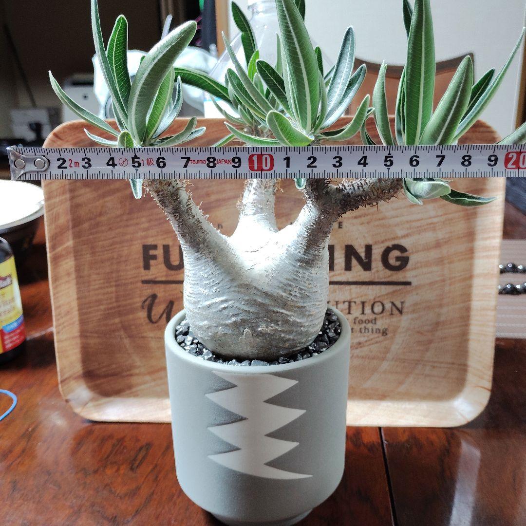 白肌グラキリス　バリエム鉢　valiem