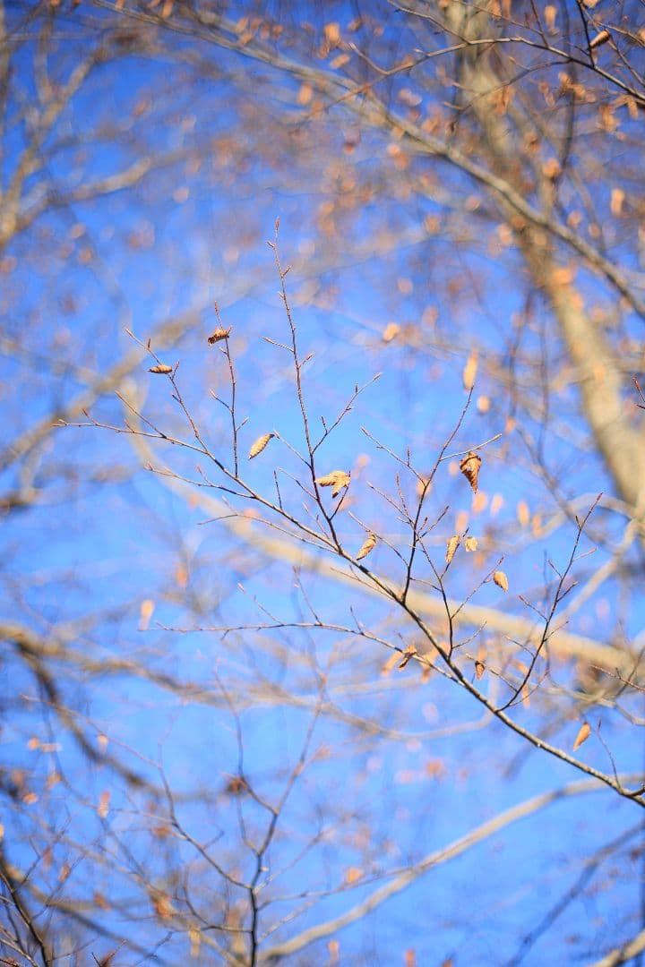 Super-Takumar 55mm F1.8 後期型 S/N：4053176