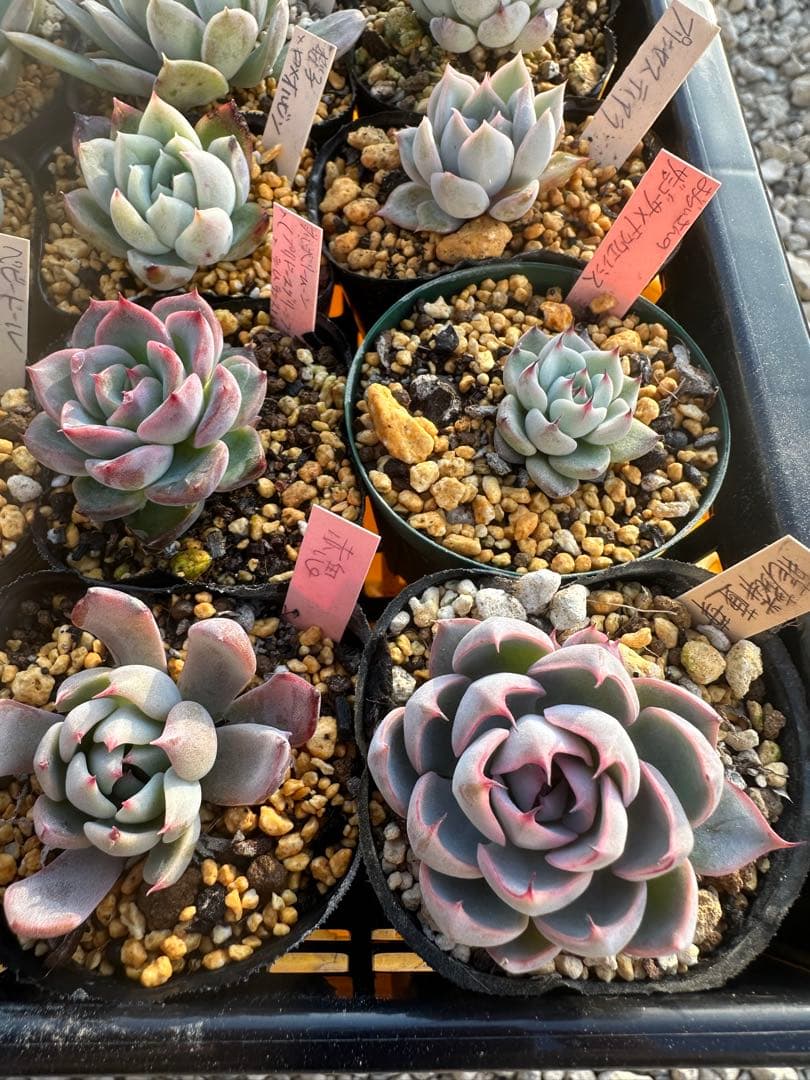 多肉植物セット☆メルカリ便匿名配送