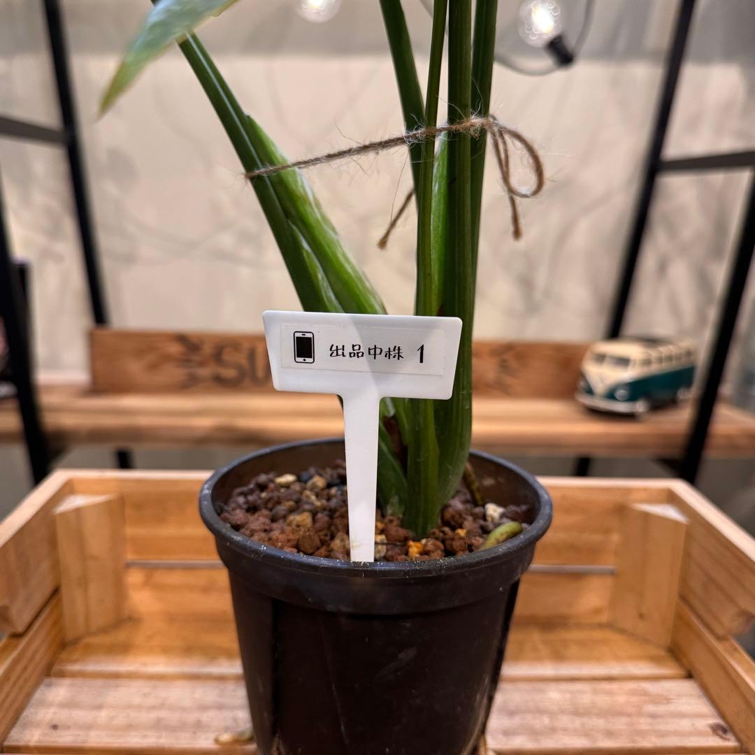 R*9様 1 モンステラ　デリシオーサ　‘グリーンスノー’ 訳あり　お手頃