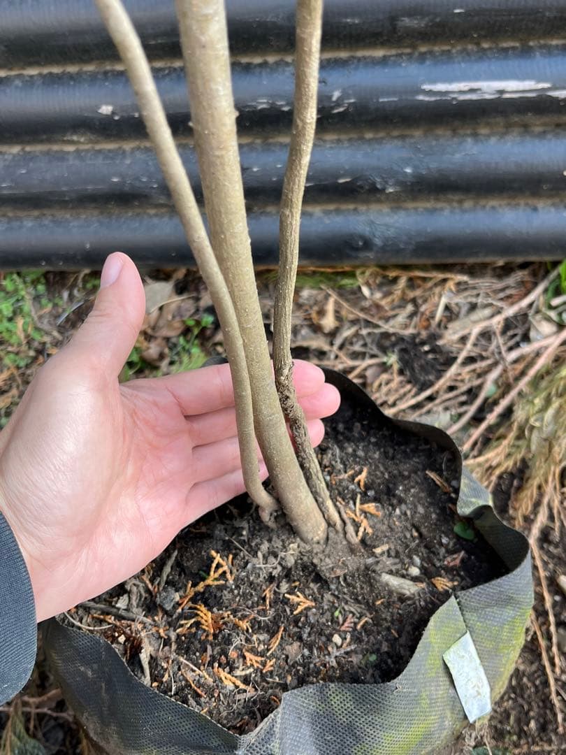 山採り天然　ツリバナ　３本株立ち　12