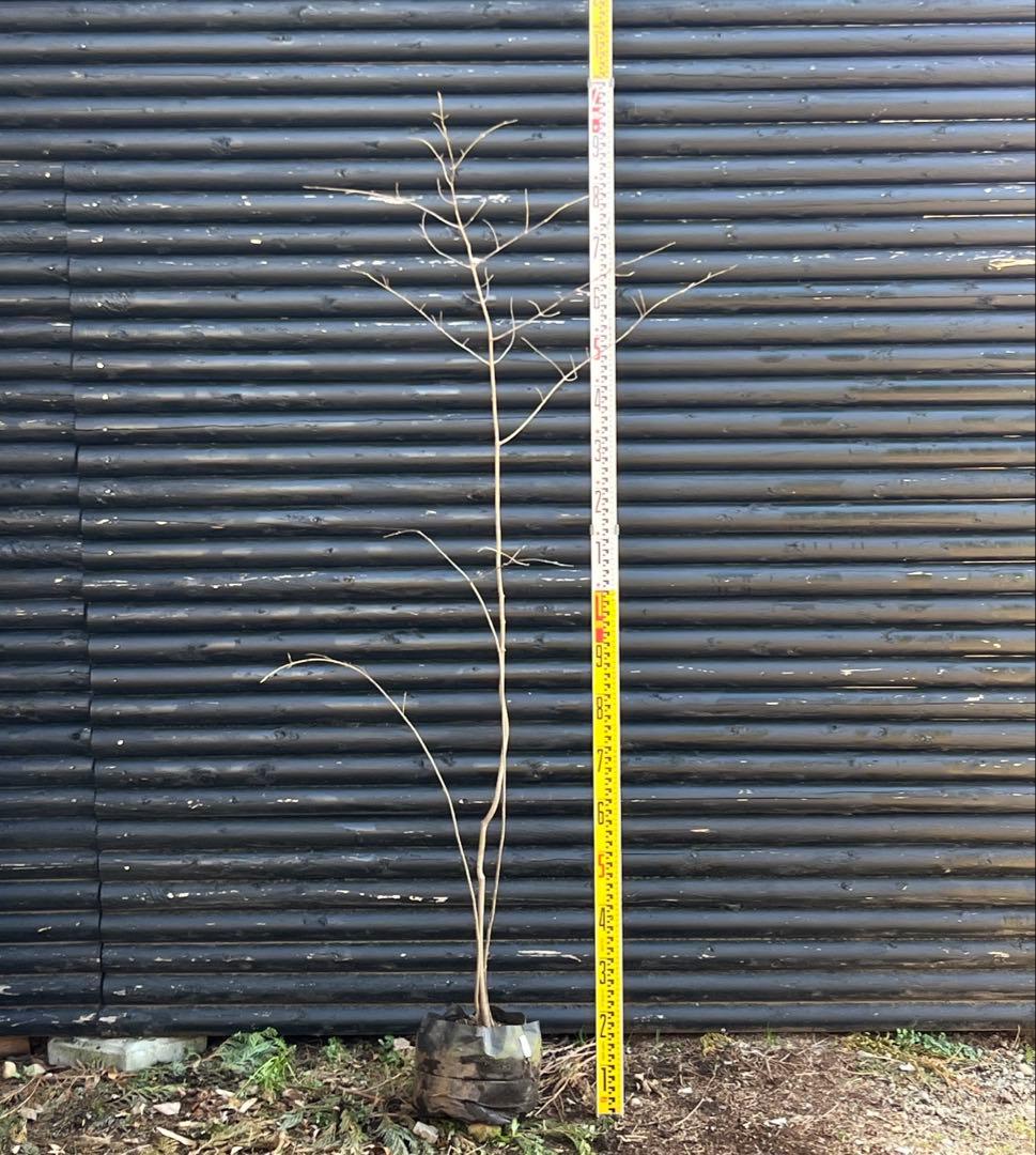 山採り天然　ツリバナ　３本株立ち　12