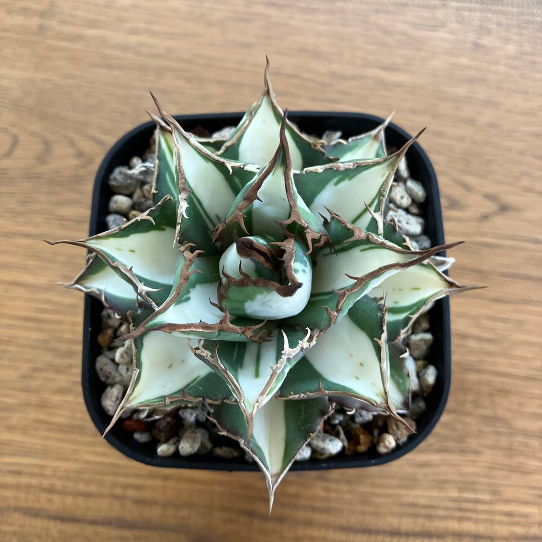 D*様 【初売りオークション】32 特大　太斑　アガベ　チタノタ　太陽神錦　白中