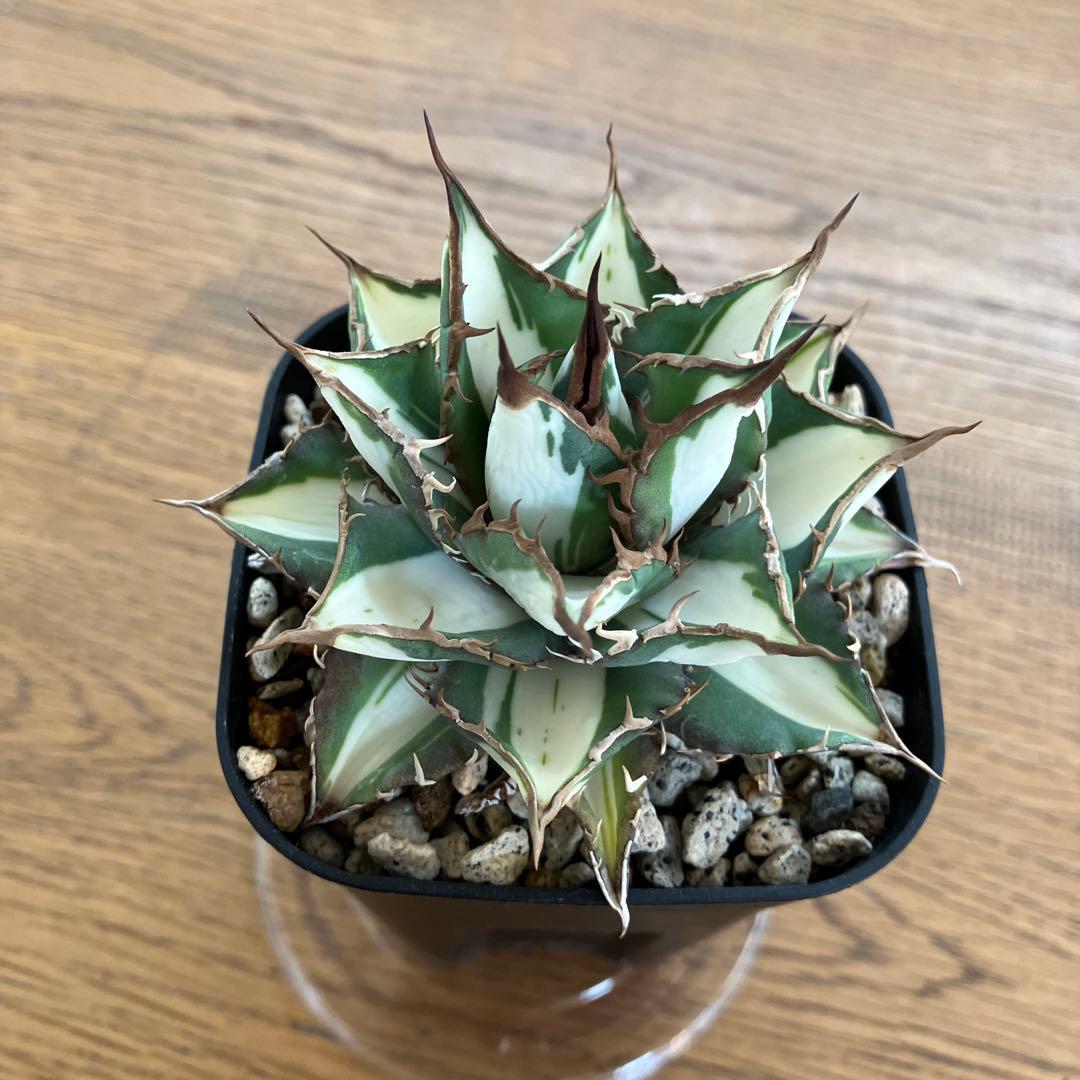 D*様 【初売りオークション】32 特大　太斑　アガベ　チタノタ　太陽神錦　白中