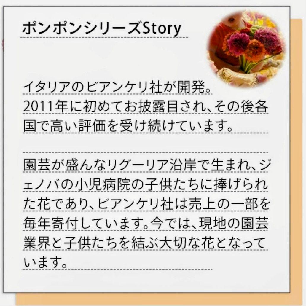透け感ピンク ラナンキュラス 大苗 ポンポン『ハーマイオニー』大苗 メルカリ便♪