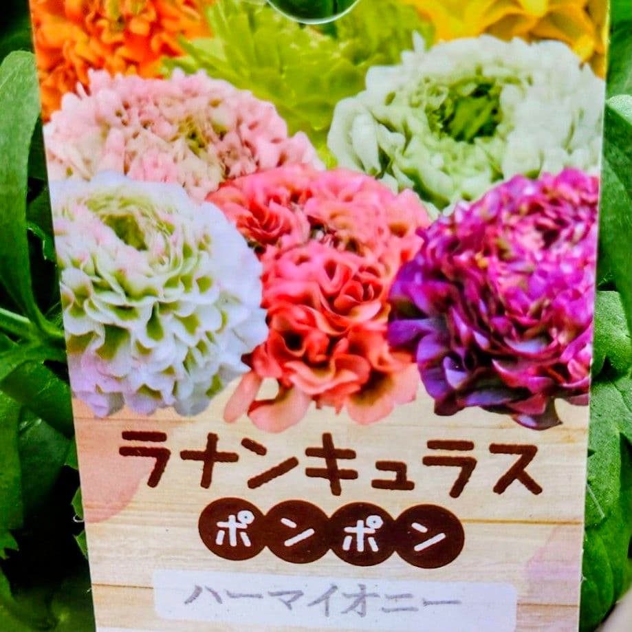 透け感ピンク ラナンキュラス 大苗 ポンポン『ハーマイオニー』大苗 メルカリ便♪