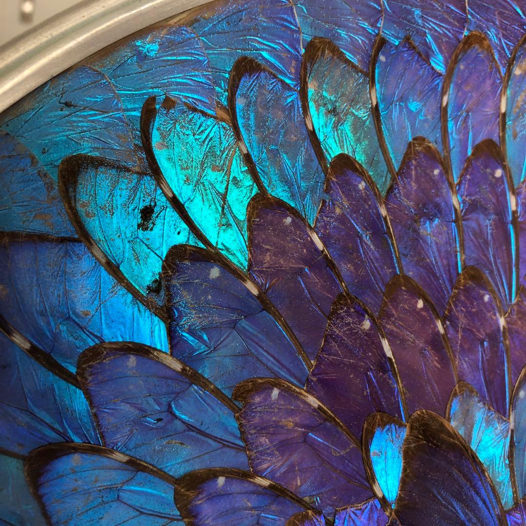 モルフォ蝶　飾り皿　標本　壁飾り　壁掛け