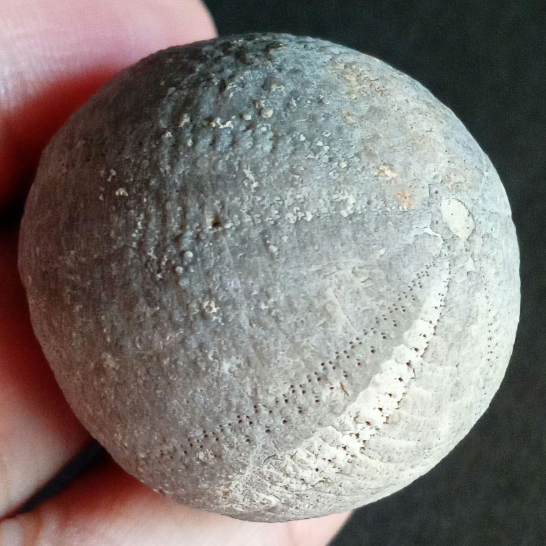 ジュラ紀　ウニ　正形類　化石標本　30mm　美麗標本　希少