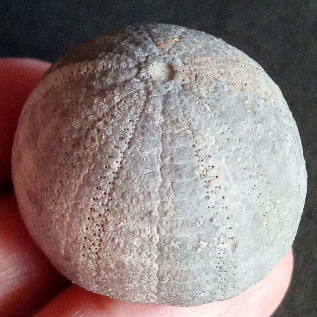 ジュラ紀　ウニ　正形類　化石標本　30mm　美麗標本　希少