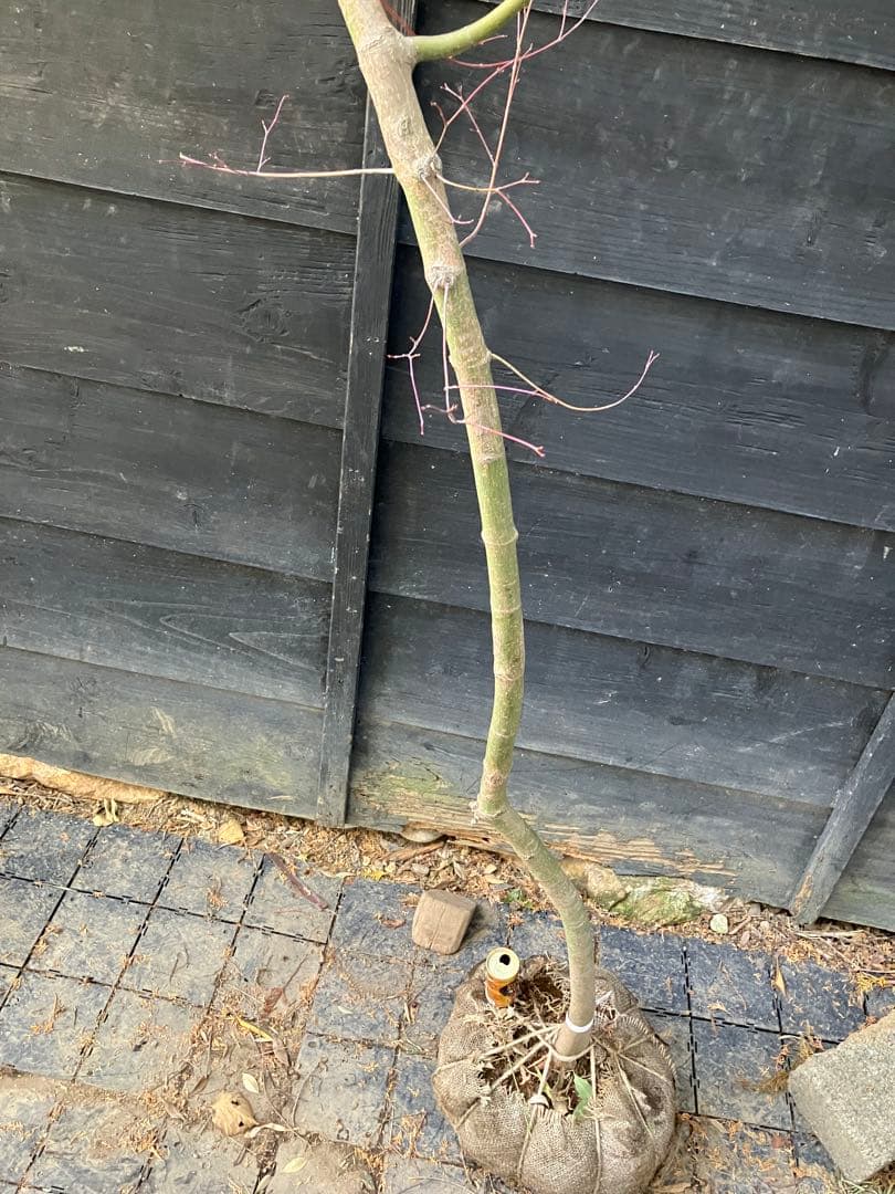 40 山採り　イロハモミジ