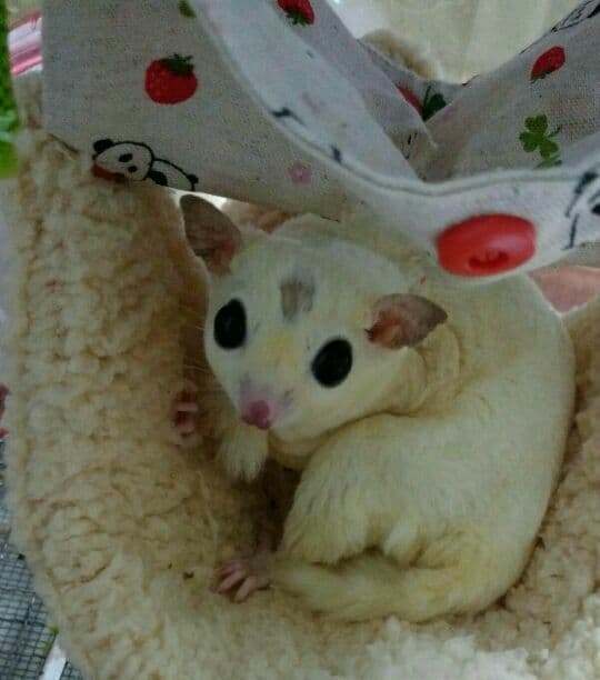 モモンガハウス(パンダ柄・青)  1900円