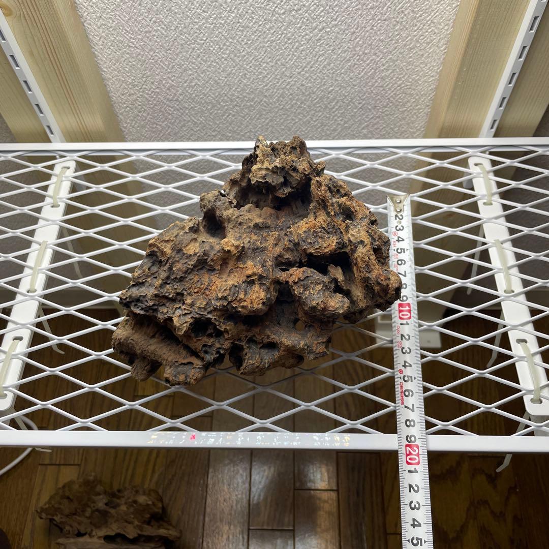 極上　スラウェシウッド　塊状流木　岩石