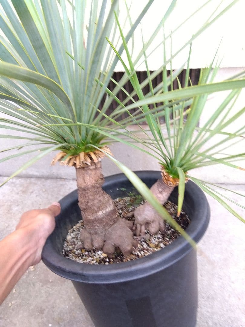 ユッカ　ロストラータ　9号鉢つき　ダブル❗