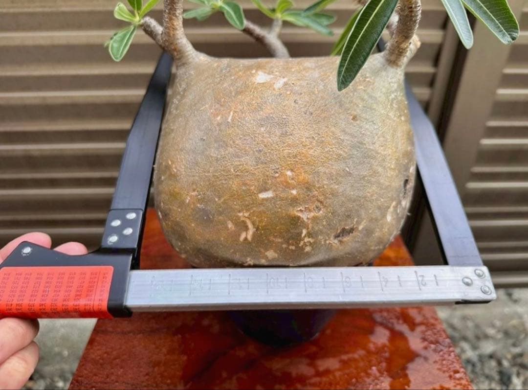 パキポディウム グラキリス 現地株 大株 短枝 ぼってり コレクション 幅17㎝