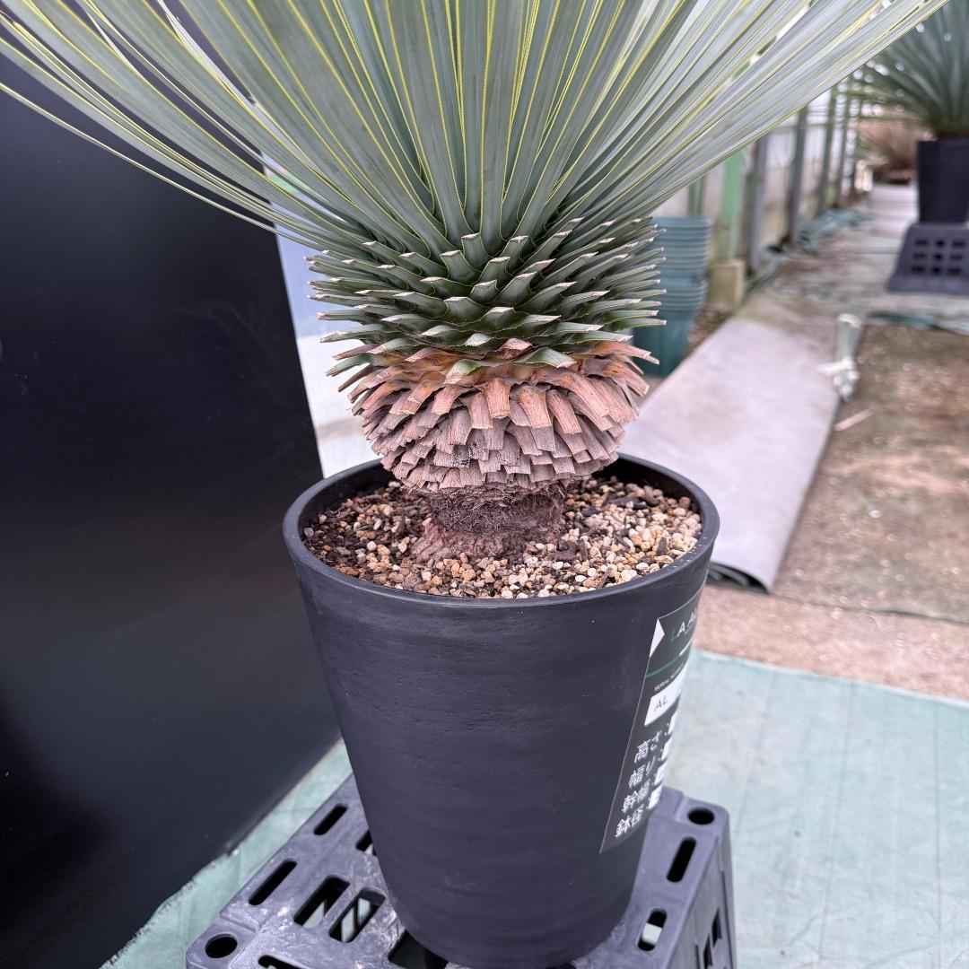 【AL1036】ユッカ　ロストラータ　超美形　シルバーブルー個体