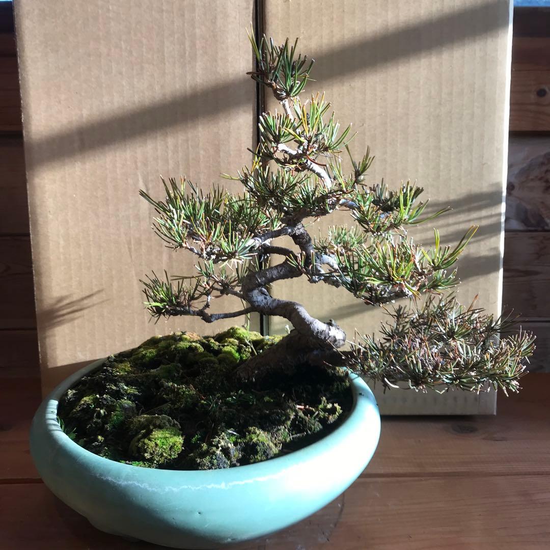赤松盆栽　値下げ❗️