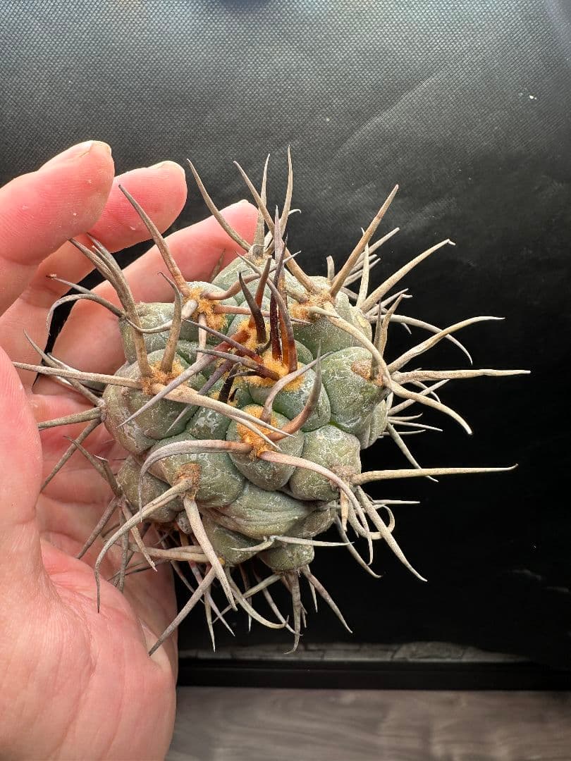 【サボテン_シュカクマテンリュウ】 守金魔天竜 3頭 綴化（てっか）