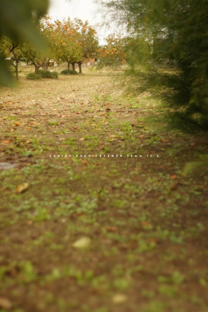 ★レア★ 小西六 HEXANON 50mm F2.0 LMマウント改造レンズ