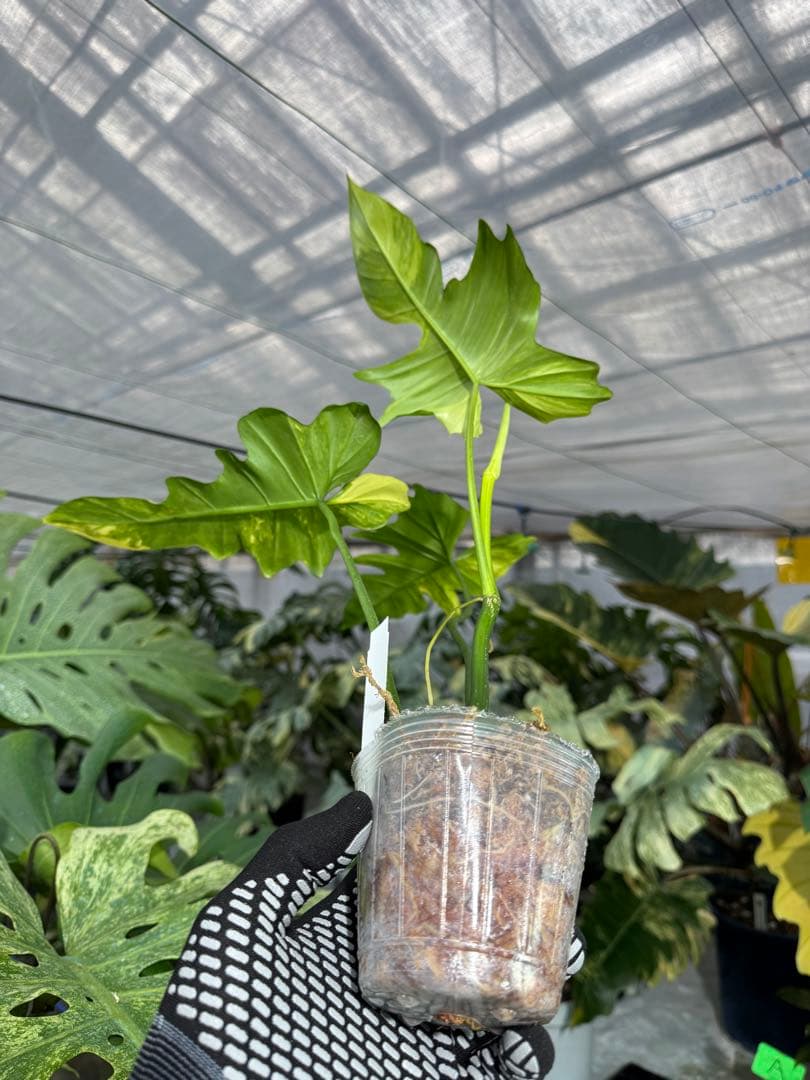 N5 フィロデンドロン　キティナ　健康カット苗