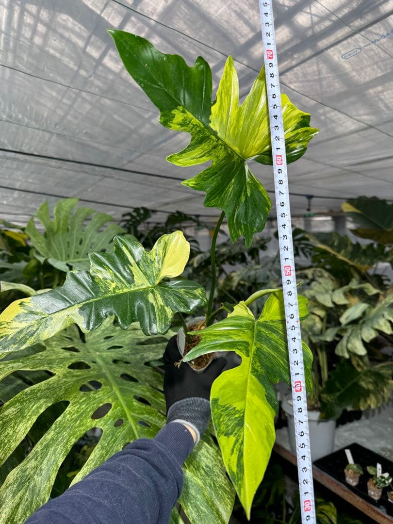 N5 フィロデンドロン　キティナ　健康カット苗