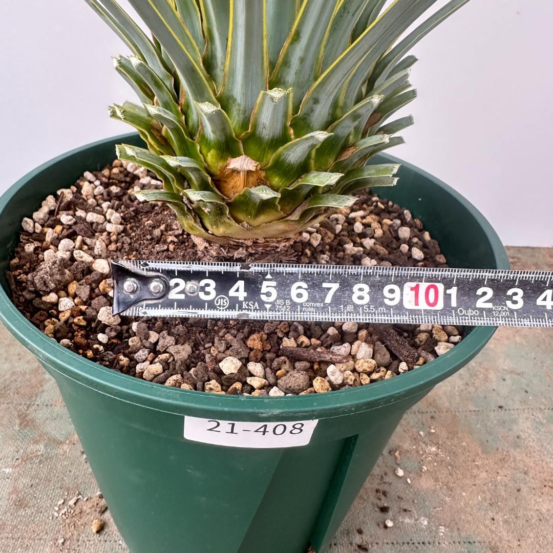 ユッカ　ロストラータ【21-408】シルバーブルー