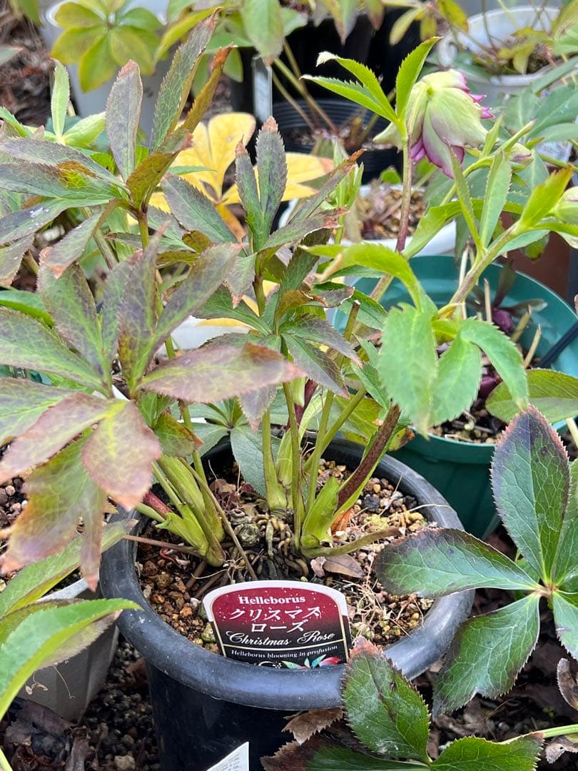 クリスマスローズ　超元気￼