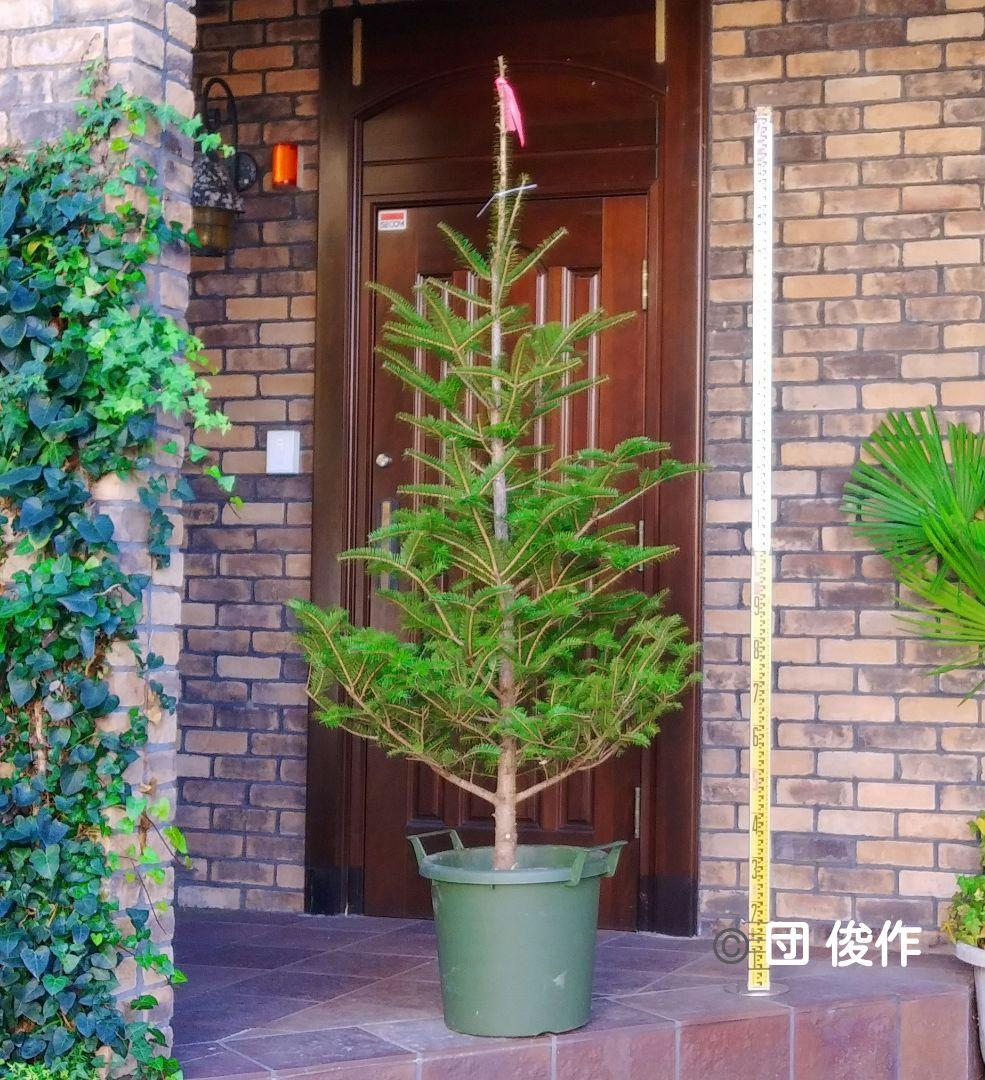 モミの木 苗木 特大200cm❗13号❗綺麗な樹形 クリスマスツリー 鉢植済