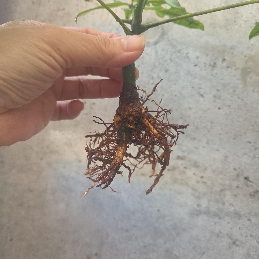 ま*ー様 パキラ　ムーンライト　実生苗