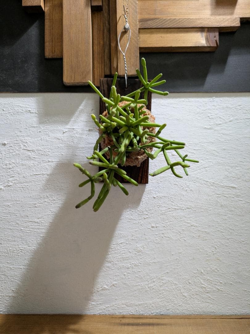 ハナ様ご依頼分プラティケリウム アルシコルネ＋チャイナビーン＋ヘテロクラダ