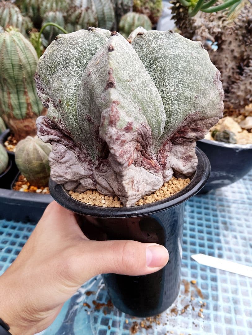 \"特選 古株\"木質化 ランポー