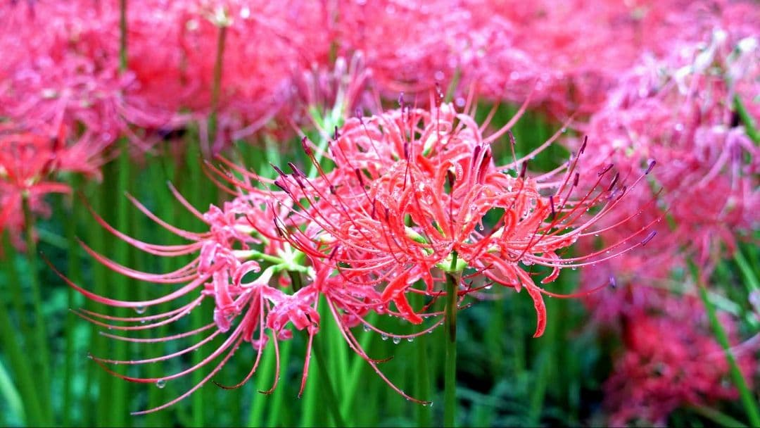 Sony α6000 ミラーレス一眼 本体とレンズセット