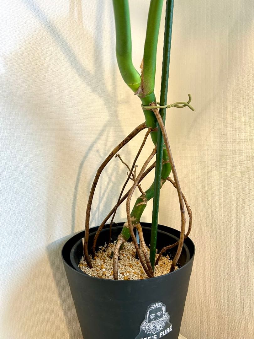 【引取特価】【美形】破格！幹立モンステラデリシオーサ　約110cm 7号鉢