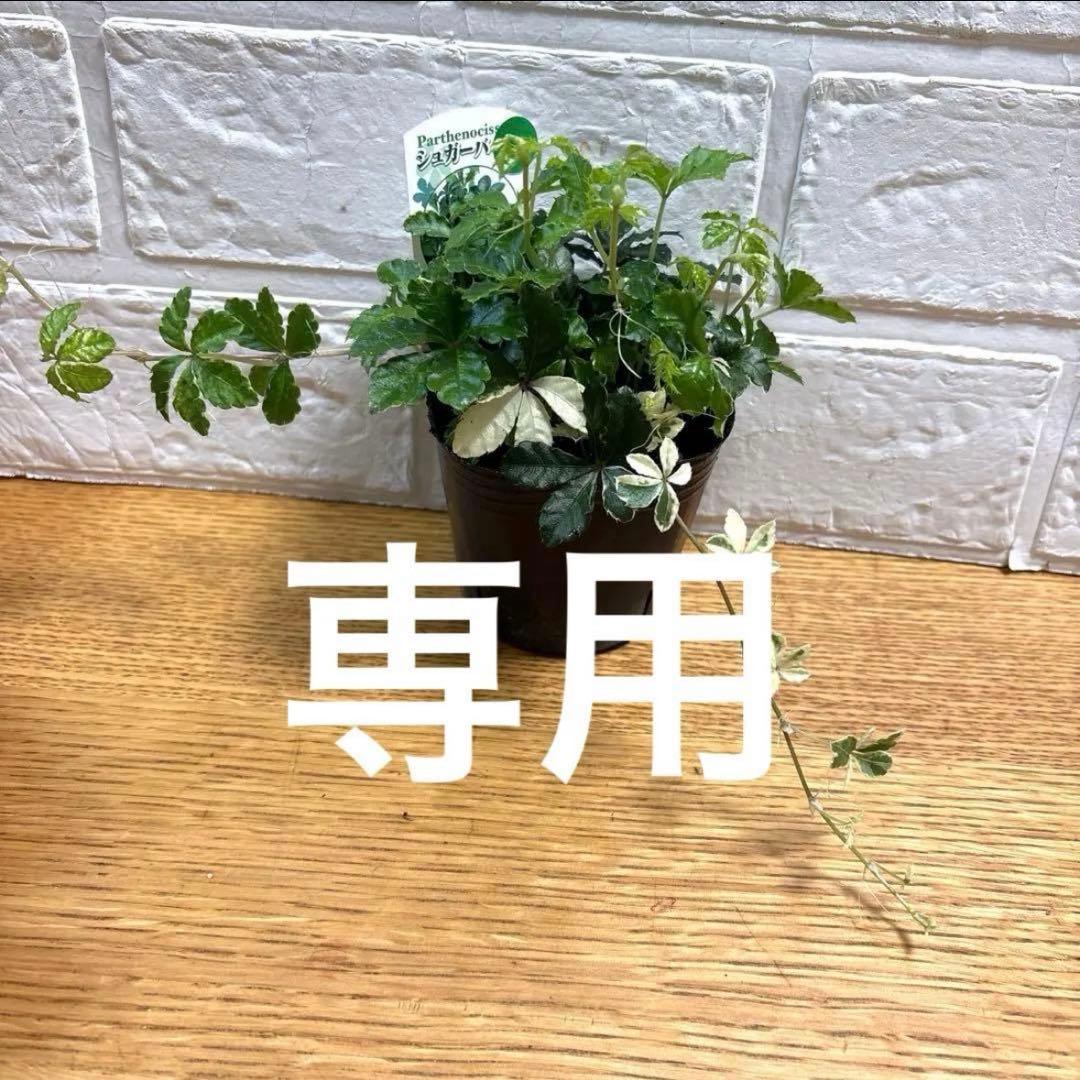 ako325ラナンキュラスラックス♡イカロス他計8点♡メルカリ便