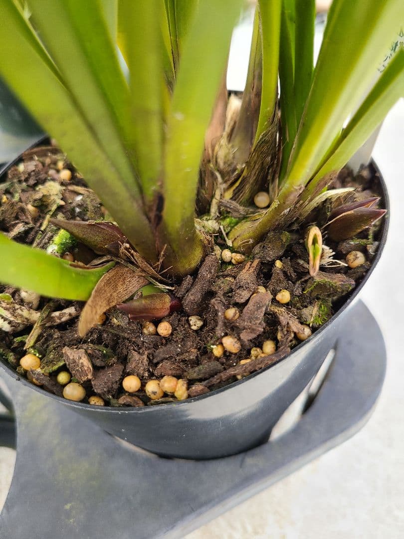 ミスマフェット。花芽3個。5鉢セット。蜜蜂誘引蘭。日本蜜蜂