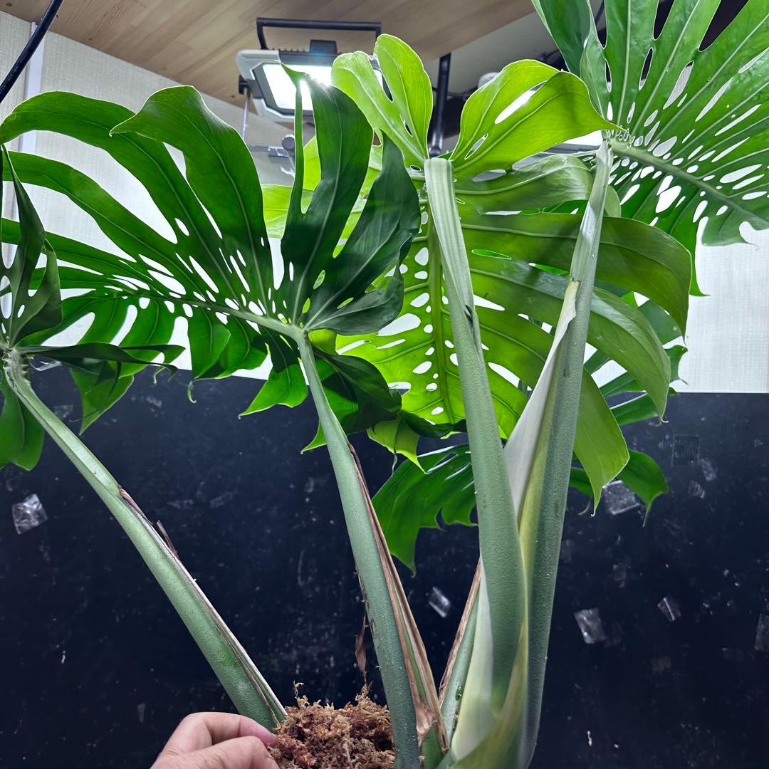 g*n様 モンステラデリシオーサマクロコズム超超大株超希少系統鉢植え高さ101㎝