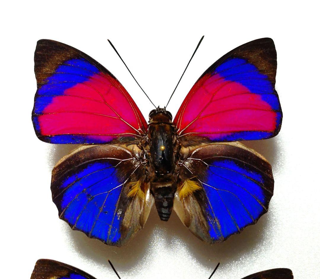 外国産蝶標本‼️美麗翔ぶジャングルの宝石　アグリアス２種類セット