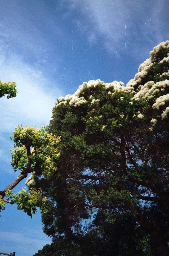 OLYMPUS 35RC 製備品、テスト撮影済　247037