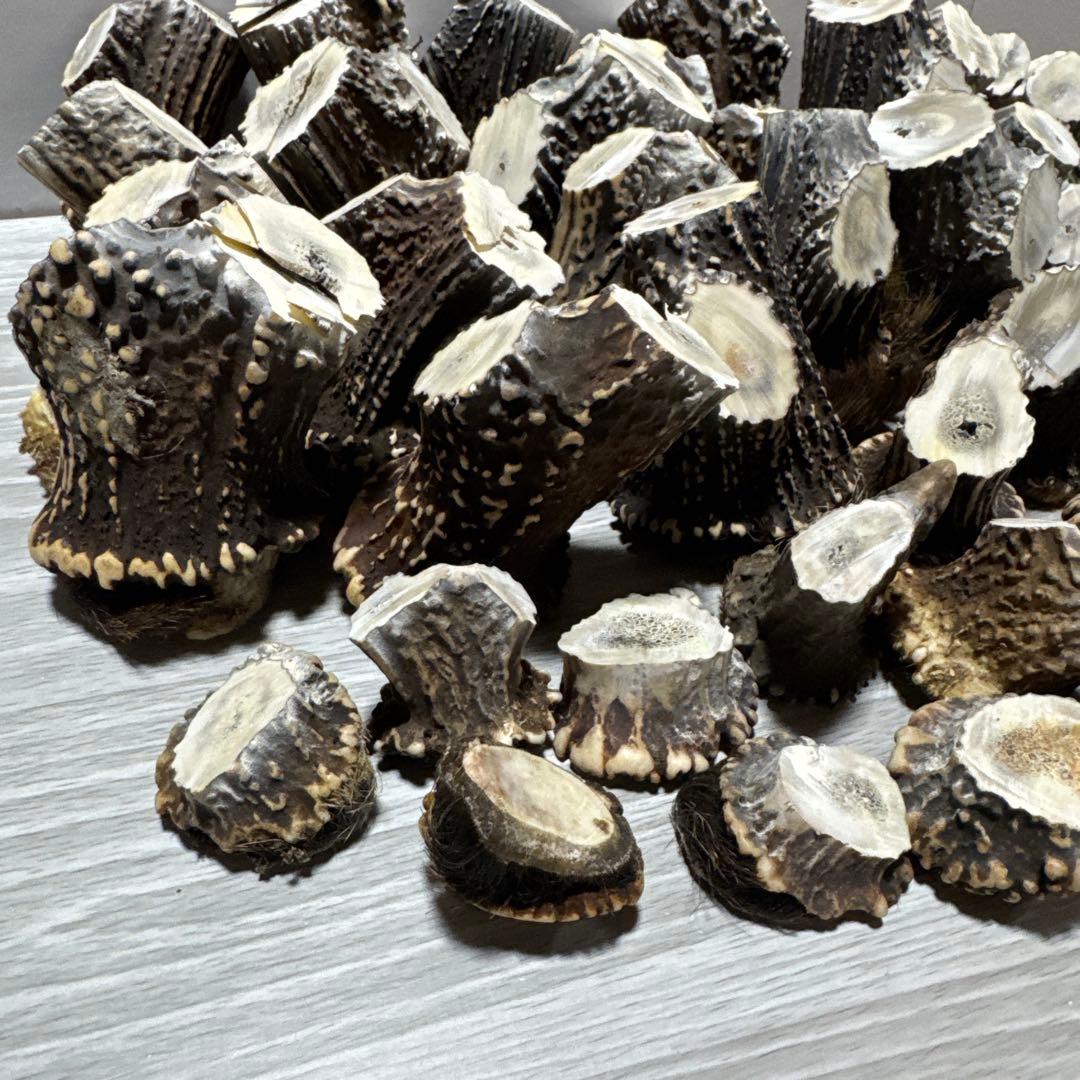 鹿の角　端材　ハンドメイド用