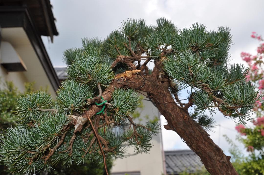 大型盆栽：四国石鎚系八房五葉松／山取後50年以上