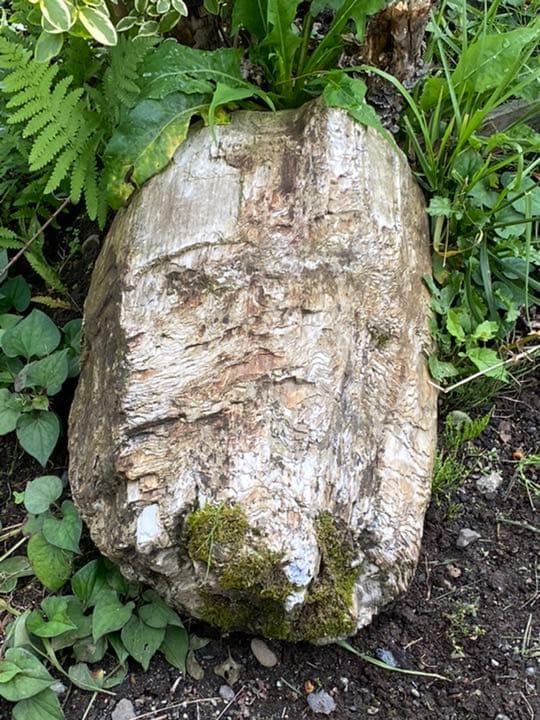 超希少　コケ付 木化石