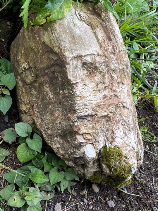 超希少　コケ付 木化石