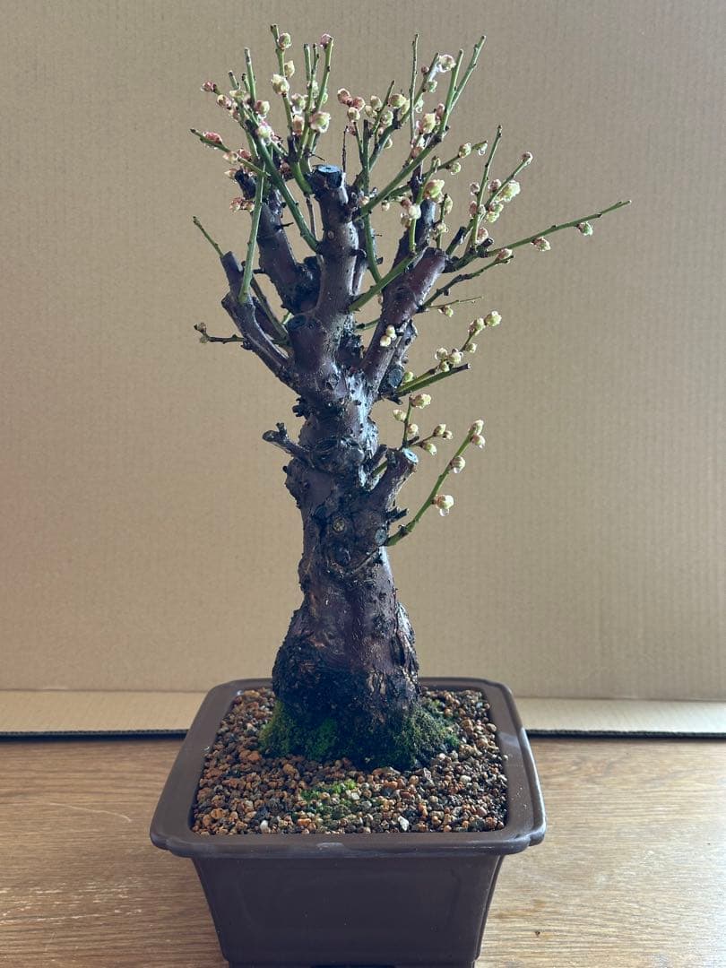 盆栽 梅 白梅-2