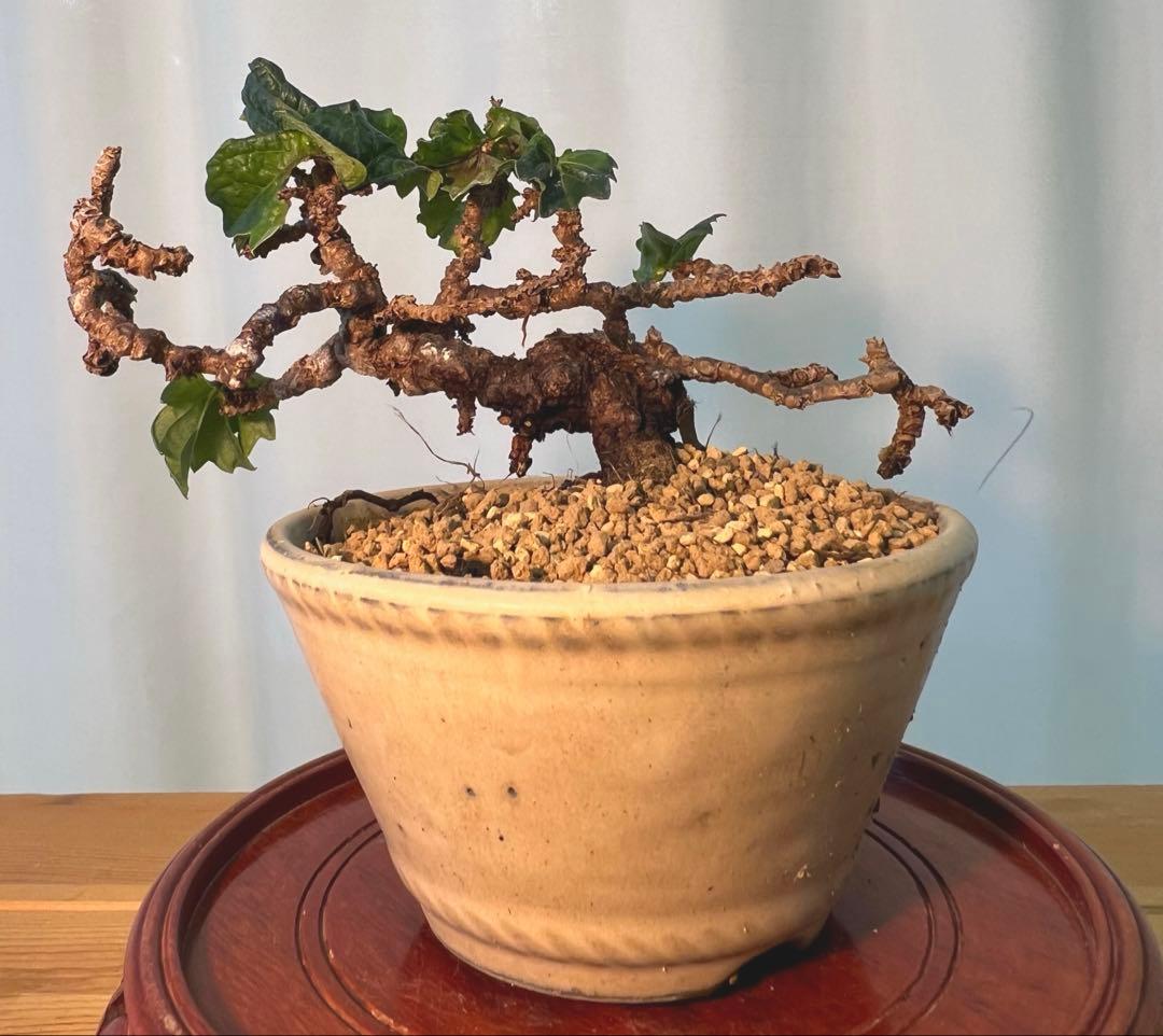 竜神蔦　中型 盆栽 陶器鉢 緑の葉