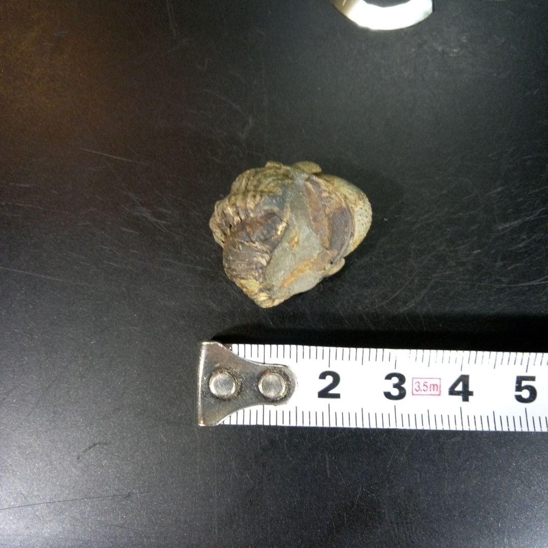 三葉虫　化石　fossil　ボリビア産　trilobite　ノジュール管理⑩