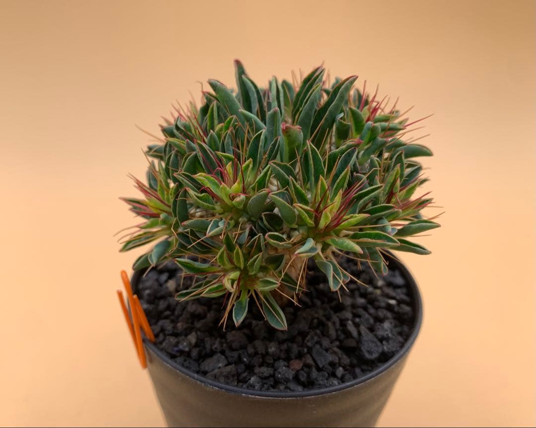 ユーフォルビア ギラウミニアナ 実生株 eg85 【鉢ごとメルカリ便】