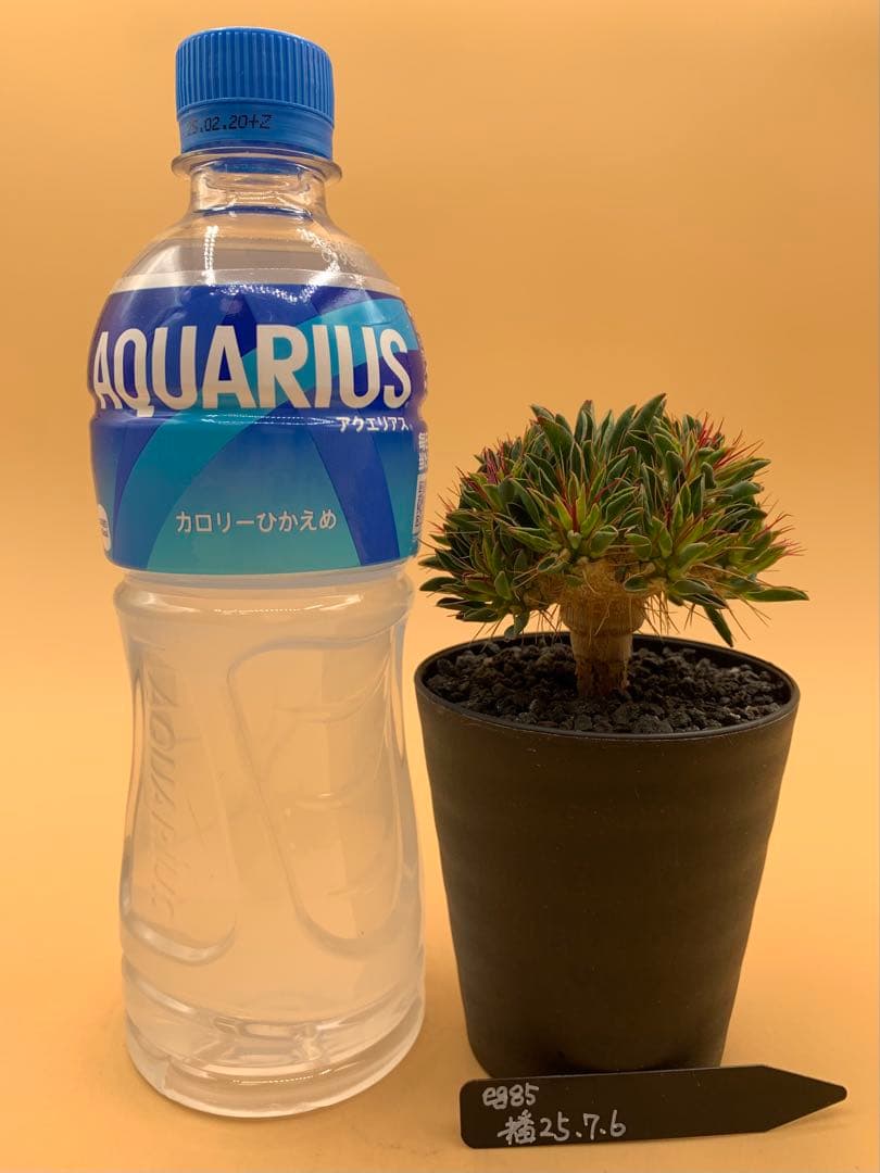 ユーフォルビア ギラウミニアナ 実生株 eg85 【鉢ごとメルカリ便】